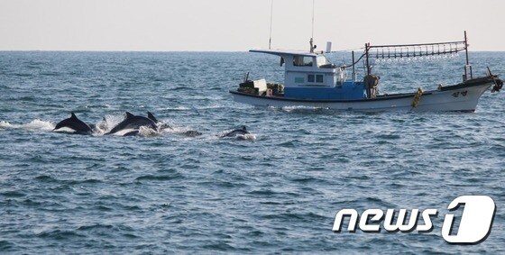 제주 서귀포시 대정읍 앞바다에서 발견된 남방큰돌고래들.(사진 핫핑크돌핀스 제공)© News1