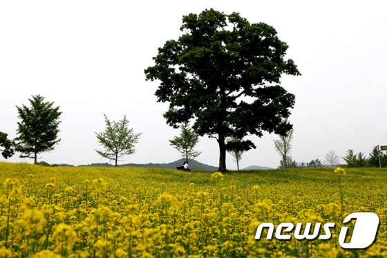 참나무언덕 유채꽃밭(한국도자재단 제공)© News1