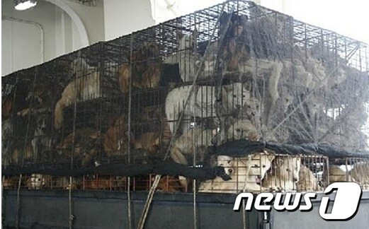 2012년 한 블로거가 제주에서 목포로 향하는 여객선에 탑승한 개장수 트럭을 발견하고 '악마 개장수'라는 제목으로 올린 사진.(사진 뉴스1 DB)© News1