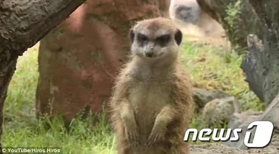 12살 소년이 헝가리 케치케메트 동물원의 임신한 미어캣을 죽인 사실이 알려져 논란이 됐다.(사진 유튜브 캡처)© News1