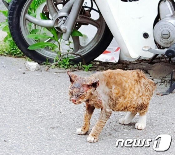 심각한 화상 입은 채 발견된 고양이.(사진 인천길고양이보호연대)© News1