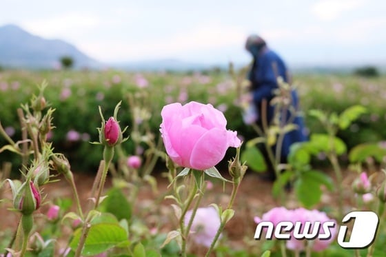장미 오일은 오로지 분홍 장미로만 만들어지는데 두 가지 종을 섞어 사용한다.© News1 