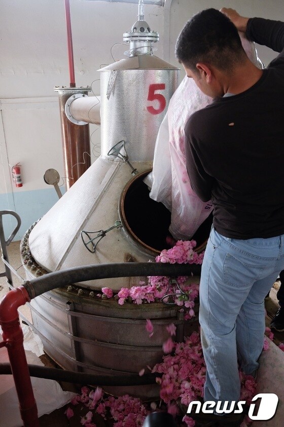 공장 직원이 오일 추출 기계에 포댓자루에 담긴 장미를 쏟고 있다.© News1  