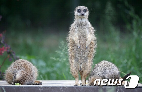동물원에 사는 미어캣 © AFP=뉴스1