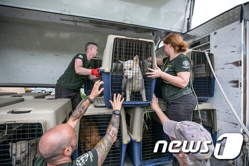 식용견 농장에 갇혀 있던 개 50마리가 국제 동물보호단체에 의해 구조됐다.(사진 HSI 제공)© News1