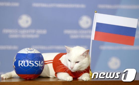 2018 러시아 월드컵 공식 점쟁이인 고양이 '아킬레스'는 개막전인 러시아 대 사우디아라비아전 승자를 러시아로 예측했다.© AFP=뉴스1