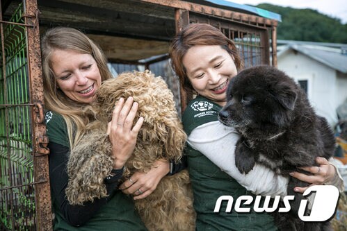 남양주시 개농장에서 구조된 50여 마리의 개들.(사진 HSI 제공)© News1