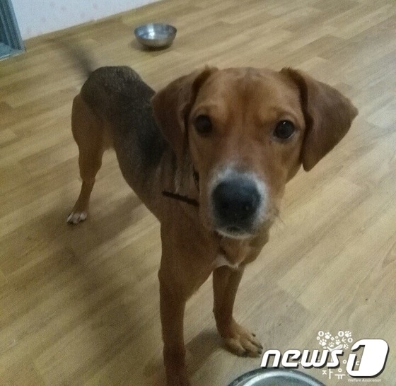 학대받다 구조된 개 '루키'는 A씨에게 입양 갔지만 결국 죽었다.(사진 동물자유연대 제공)© News1