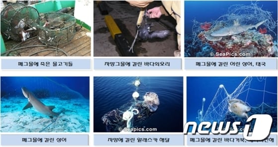 폐어구에 인한 해양생물 피해 사례/자료=해양수산부© News1
