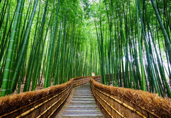 교토의 아라시야마에 있는 대나무숲
