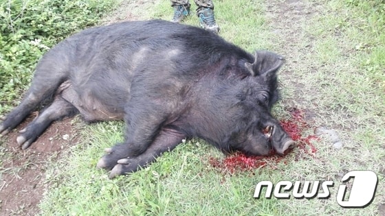 제주시 한경면 곶자왈에서 포획된 멧돼지(한경파출소 제공)© News1