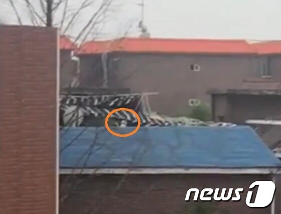 인천 강화군 한 빌라옥상에서 개를 목매달아 죽이는 모습이 영상에 담겼다.© News1