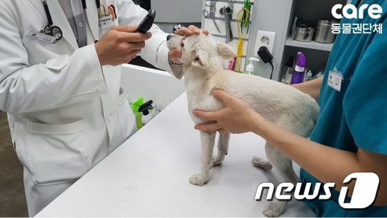 수의사에게 진료 받는 개 '나나'.© News1
