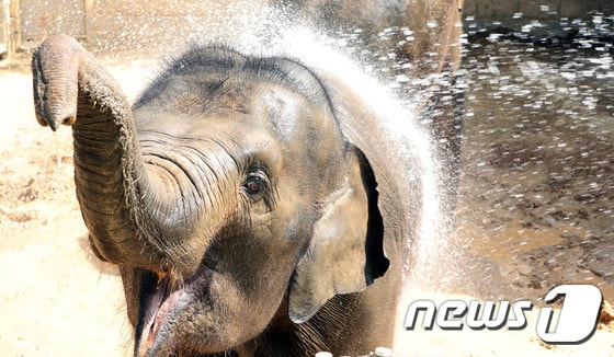 광주·전남지역에 폭염이 기승을 부리고 있는 16일 오전 광주 북구 우치공원 동물원에서 코끼리들이 사육사가 뿌려주는 물을 맞으며 더위를 식히고 있다..2018.7.16/뉴스1 © News1 남성진 기자
