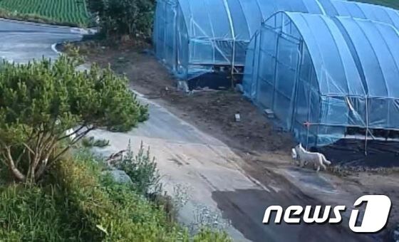 지난달 29일 오전 9시쯤 가방 도난 신고가 접수된 충북 음성군의 한 비닐하우스 농장 인근에서 강아지가 가방을 물고 이동하는 모습이 CCTV에 찍혔다. (충북지방경찰청 제공)© News1