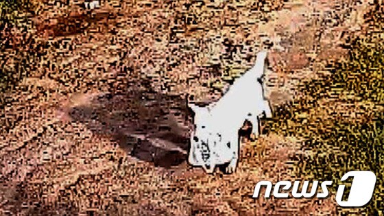 지난달 29일 오전 9시쯤 가방 도난 신고가 접수된 충북 음성군의 한 비닐하우스 농장 인근에서 강아지가 가방을 물고 이동하는 모습이 CCTV에 찍혔다. (충북지방경찰청 제공)© News1© News1