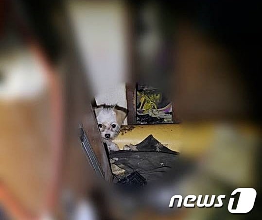 서귀포시 성산읍 섭지코지 인근 폐가에 방치돼있던 강아지. (제주동물친구들 제공) © News1