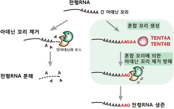 전령 RNA 혼합 꼬리의 아데닌 꼬리 제거 과정 방해 모식도.(과기정통부 제공)