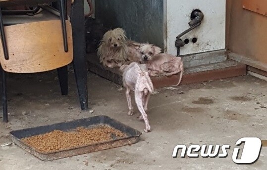 6일 방문 당시 하남시 감일지구내 방치돼 있던 개들.© News1 김연수 기자