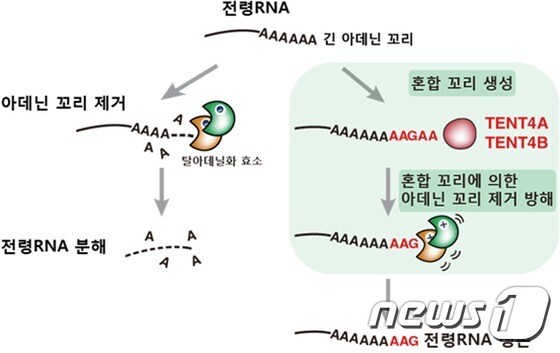 전령 RNA 혼합 꼬리의 아데닌 꼬리 제거 과정 방해 모식도(IBS 제공)© News1