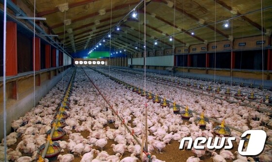 양계장의 닭들 <자료사진> © News1