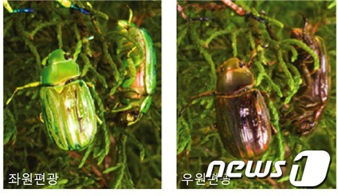 좌원편광 빛과 우원편광 빛에 노출된 C. gloriosa 풍뎅이의 사진(KAIST 제공)© News1