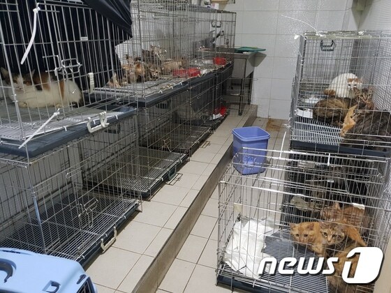구조된 고양이들. 현재 고보협 협력병원인 서울 목동의 하니동물의료센터로 옮겨져 치료 중이다. 완치되면 고양이들은 '입양파티' 등을 통해 새로운 가족에게 입양될 예정이다.© News1 이기림 기자