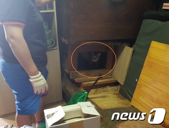 6일 경기 안산시 한 아파트에서 애니멀호더로부터 구조된 고양이.© News1 이기림 기자