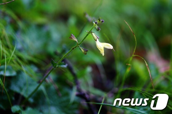 꽃잎이 벌어진 모습이 마치 뱀이 입을 벌린 듯하여 배암이라는 이름이 붙여진 참배암차즈기는 국내에만 자생하는 특산 식물이다.(국립백두대간수목원 제공) (사진은 기사 내용과 무관함) / 뉴스1 © News1