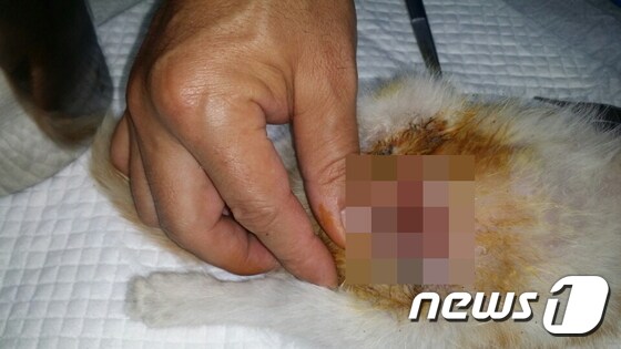 배에 칼로 베인 상처가 난 새끼 고양이.(사진 관악길고양이보호협회 제공)© News1