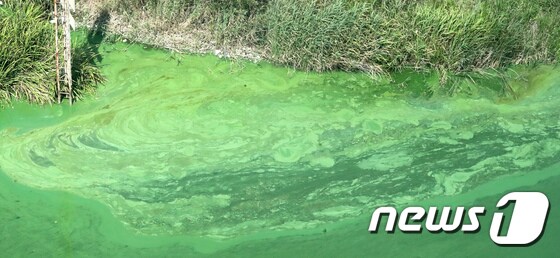 지난 2018년 8월 충남 부여군 백제보 일원의 금강 물줄기가 폭염으로 확산된 녹조로 녹색을 띄고 있는 모습. 2018.8.13/뉴스1 © News1 장수영 기자 
