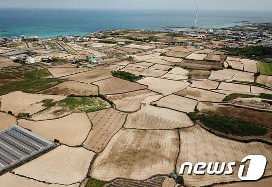 14일 제주시 구좌읍 당근밭이 가뭄에 말라있다. 2018.8.14./뉴스1 © News1 이석형 기자