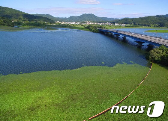 녹조로 뒤덮힌 팔당호 © News1 박세연 기자