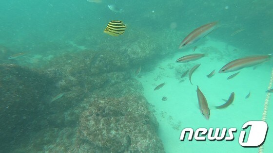 수심 2~3m만 이동해도 다양한 어종의 물고기들을 볼 수 있다.© News1 