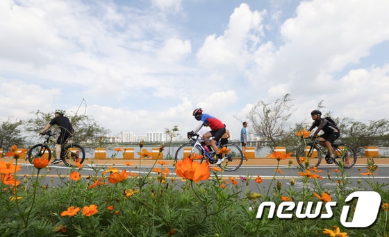 서울 잠실 한강공원 일대에 핀 코스모스 옆으로 시민들이 자전거를 타고 있다.© News1 허경 기자