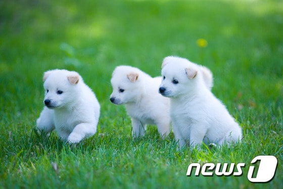 어린 강아지들. 사진 이미지투데이 © News1
