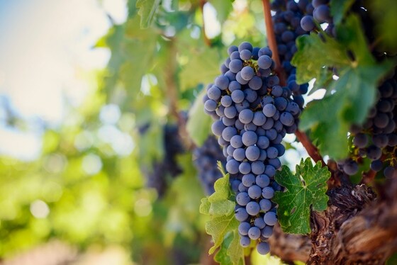 미국 와인 시장의 85%이상이 캘리포니아산이다.