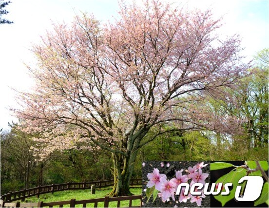 제주도 자생 왕벚나무: 천연기념물 159호 (봉개동 자생지) 2호木, 꽃과 열매 © News1