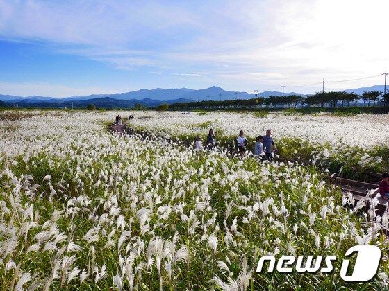 강원 양양 남대천 갈대숲(한국관광공사 제공) © News1