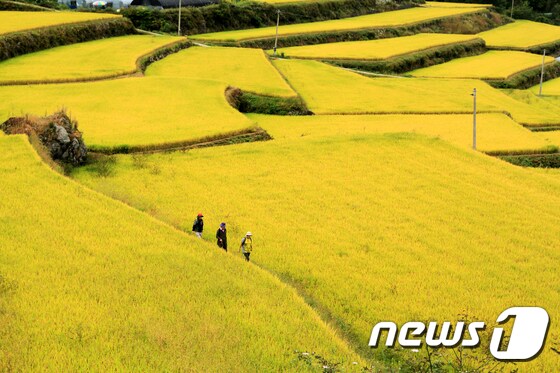 전북 남원 상황마을 다랑이논(한국관광공사 제공)  © News1