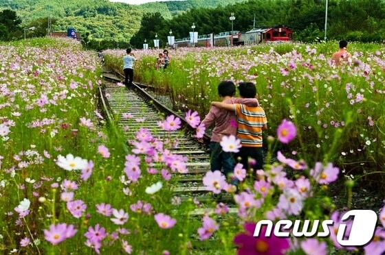 경남 하동 북촌 코스모스(한국관광공사 제공) © News1