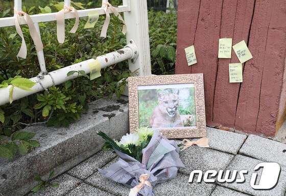 지난 20일 오전 대전동물원 입구에 시민들이 사살된 퓨마를  위한 추모 공간을 만들었다.2018.9.20/뉴스1 © News1 주기철 기자