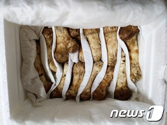 21일 미상봉 이산가족에게 배송된 북한 김정은 위원장의 송이버섯 선물.(이희찬씨 가족 측 제공) © News1