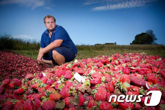 폐기를 앞둔 딸기를 바라보는 호주의 농장주. (자료사진) © AFP=뉴스1