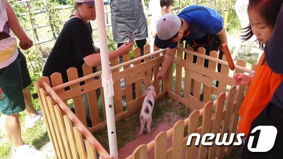 장호원복숭아축제장에 돼지박물관이 마련한 체험부스.(이천시 제공)© News1