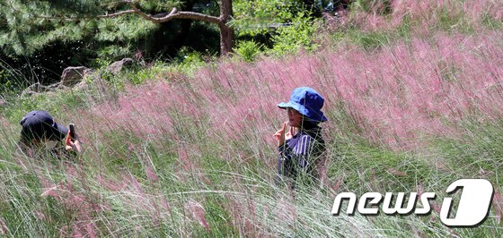 제주 서귀포시 남원읍 휴애리 자연생활공원에을 찾은 관광객들이 분홍빛으로 물들어가는 핑크뮬리 사이에서 사진을 찍으며 즐거운 시간을 보내고 있다.© News1 이석형 기자