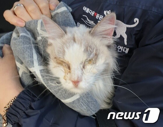 부산 동래구 온천동 한 원룸에서 한달간 방치된 것으로 추정되는 고양이.(사진 부산 길고양이보호연대 제공)© News1