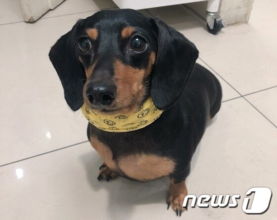 심장사상충 제거 수술을 받고 회복 중인 강아지 록시의 모습. 사진 수호천사동물병원 제공 © News1
