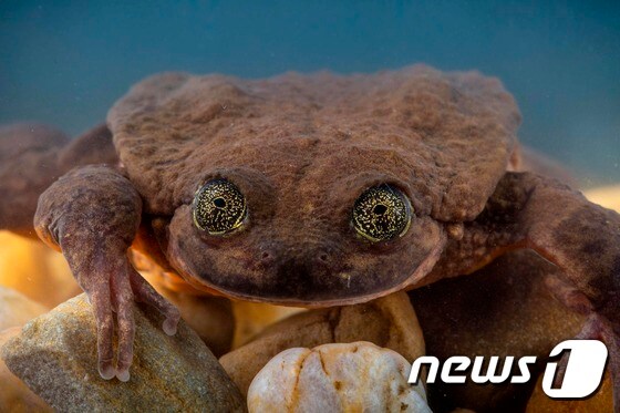 세후엔카스 물개구리 수컷인 로미오 © AFP=뉴스1