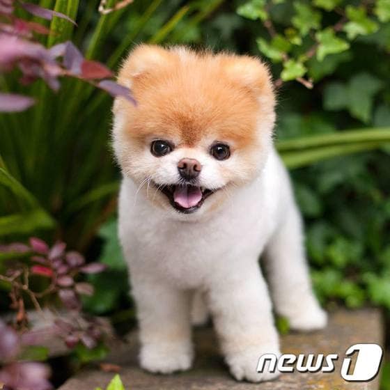 세상에서 가장 귀여운 강아지 부. © 뉴스1
